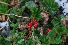 Gunnera magellanica