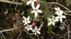 Arjona pusilla