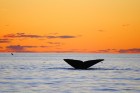 Eubalaena australis