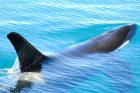 Orcinus orca