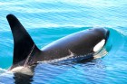 Orcinus orca