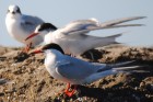 Sterna hirundo