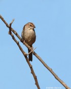 Rhynchospiza strigiceps