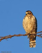 Rupornis magnirostris
