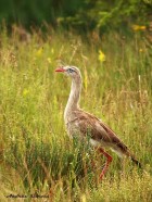 Cariama cristata