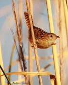 Cistothorus platensis
