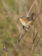 Cistothorus platensis