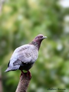 Patagioenas picazuro