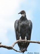 Coragyps atratus