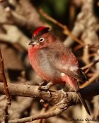 Coryphospingus cucullatus