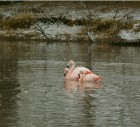 Phoenicopterus chilensis