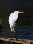 Ardea alba