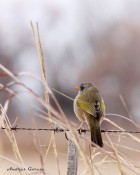 Embernagra platensis