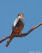 Falco femoralis