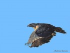 Geranoaetus melanoleucus