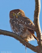 Glaucidium brasilianum