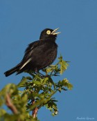 Hymenops perspicillatus