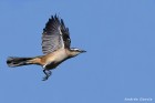 Mimus saturninus