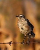 Mimus saturninus