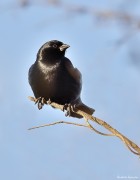 Molothrus rufoaxillaris