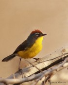 Myioborus brunniceps