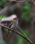 Myiophobus fasciatus