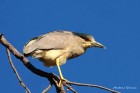 Nycticorax nycticorax