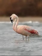 Phoenicopterus chilensis