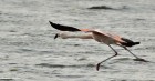 Phoenicopterus chilensis