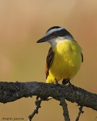 Pitangus sulphuratus