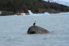 Phalacrocorax atriceps