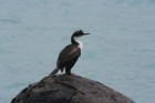 Phalacrocorax atriceps
