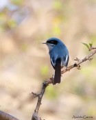 Polioptila dumicola