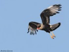 Caracara plancus
