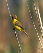 Pseudocolopteryx acutipennis