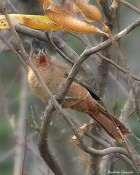 Pseudoseisura lophotes