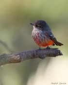 Pyrocephalus rubinus