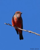 Pyrocephalus rubinus