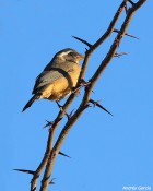 Saltator aurantiirostris