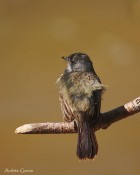 Serpophaga nigricans