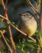 Serpophaga subcristata