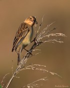 Sicalis luteola
