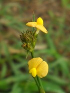 Stylosanthes guianensis