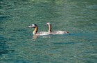 Podiceps major