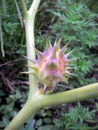 Datura ferox