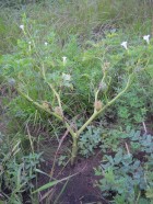 Datura ferox
