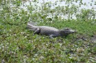Caiman yacare