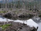 Castor canadensis