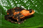 Melanophryniscus rubriventris