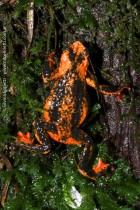 Melanophryniscus rubriventris